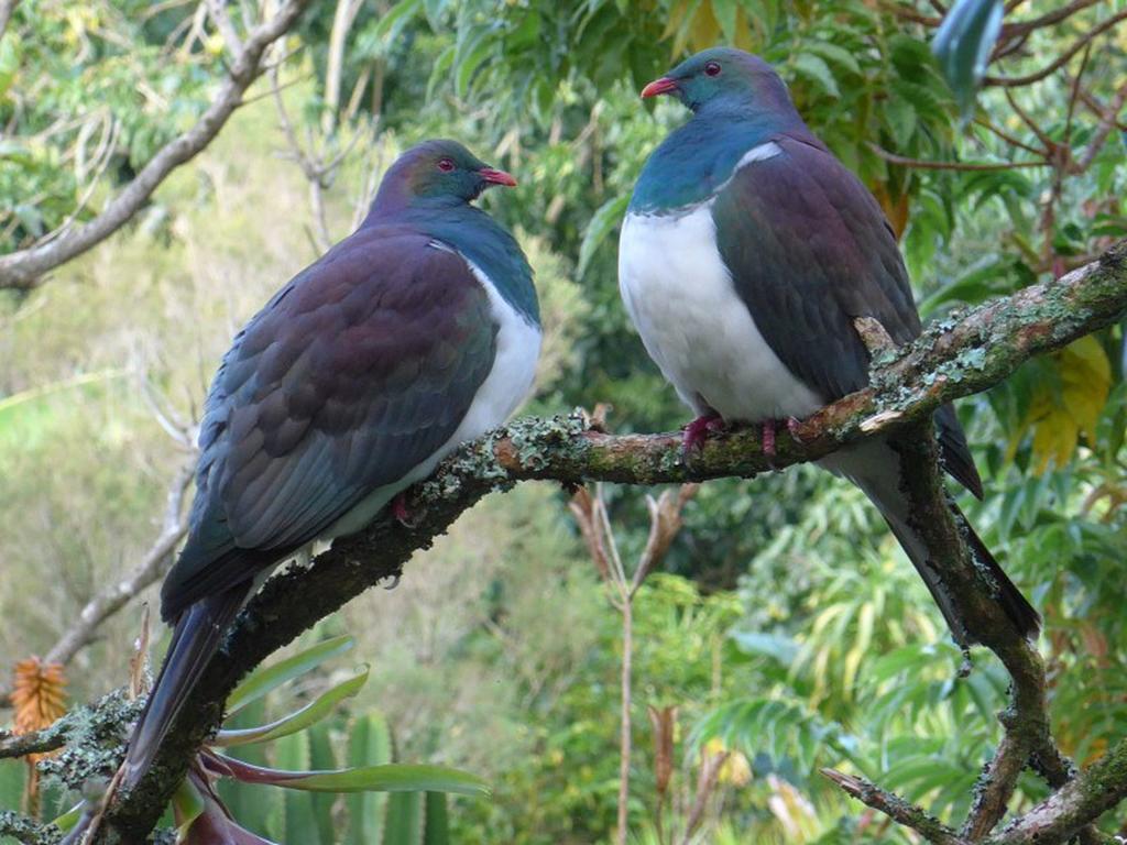 Bed and Breakfast Blythcliffe Akaroa Esterno foto